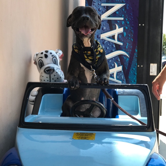 Helping Rescues One Item At A Time - Picture 5 of 8